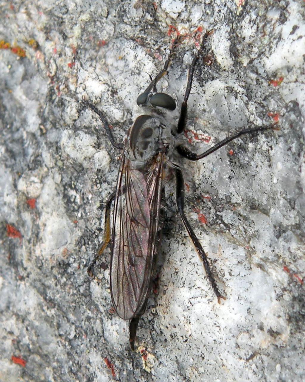 Asilidae: Dysmachus sp?